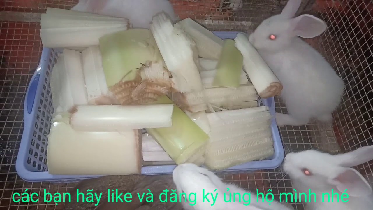 THỎ ĂN CHUỐI CÂY VÀ CÁC LOẠI RAU CỎ KHÁC