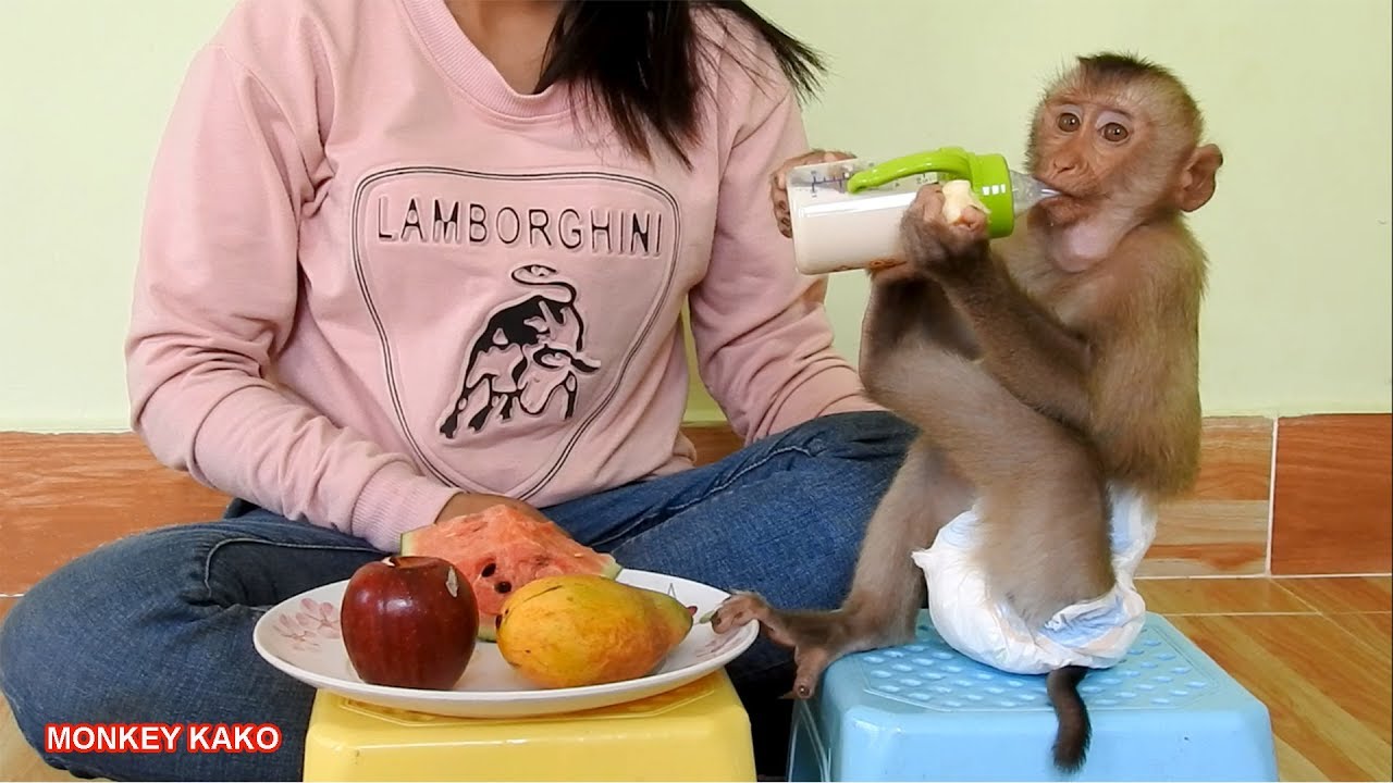 Baby Monkey Kako Eating Fruits And Drink Milk