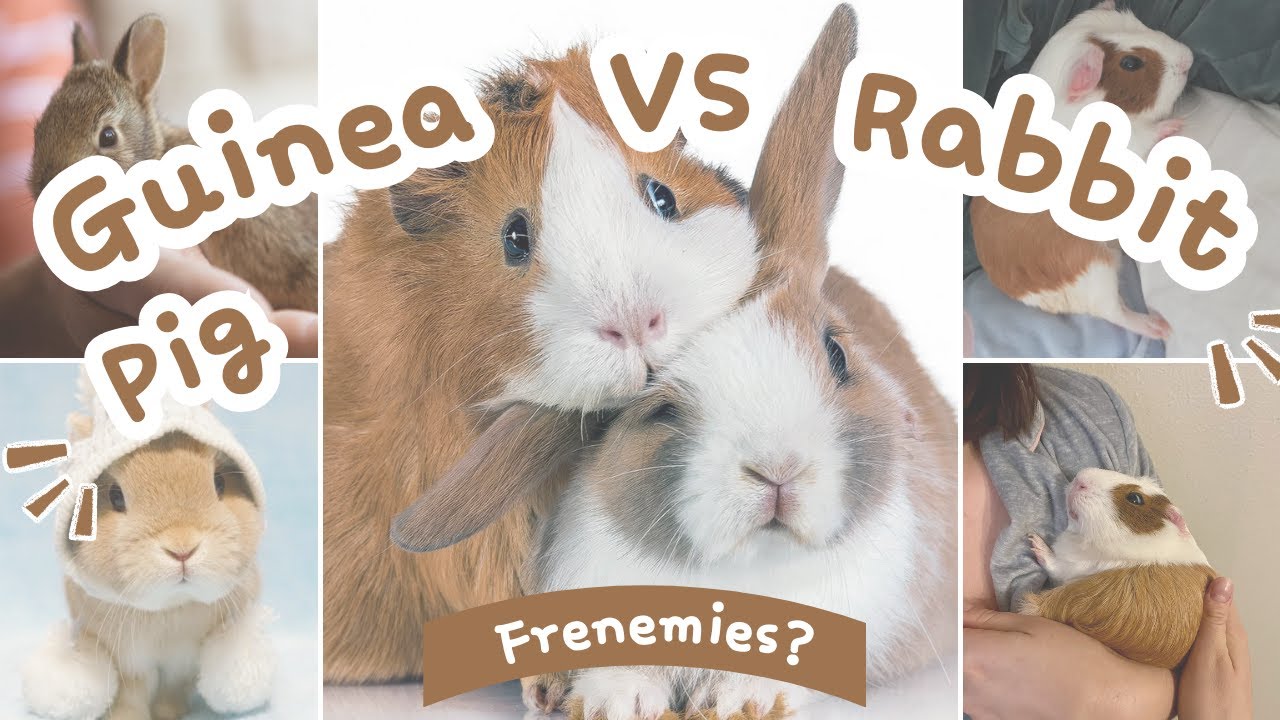 Guinea Pig vs. Rabbit: The Ultimate Pet Showdown!