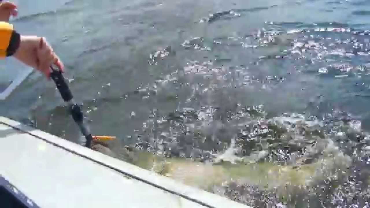 Ixa Rapala kümnene havi Peipsist !