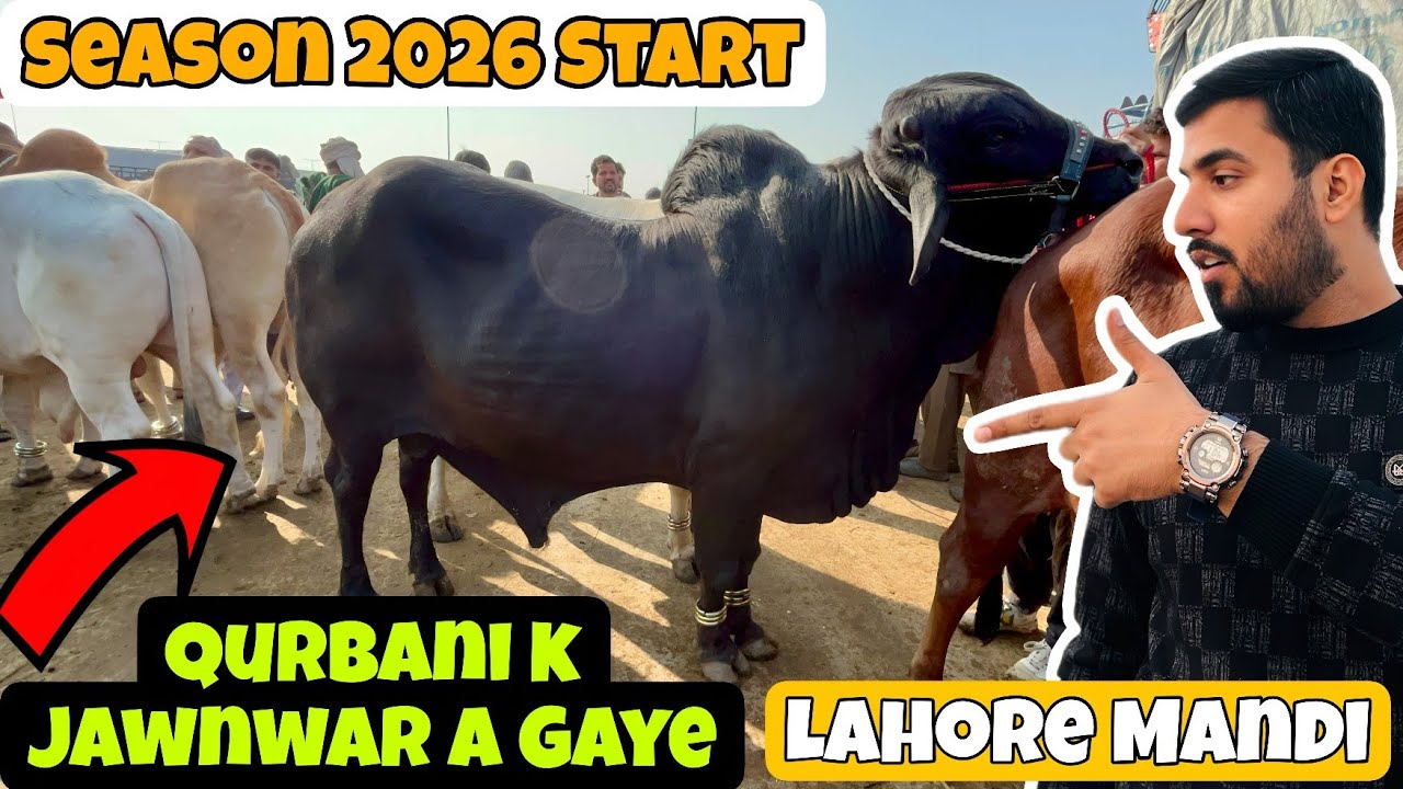 Wednesday Latest Update 2026 || Qurbani k Janwar Mandi Mai a Gaye || Shahpur Kanjra Mandi Lahore 
