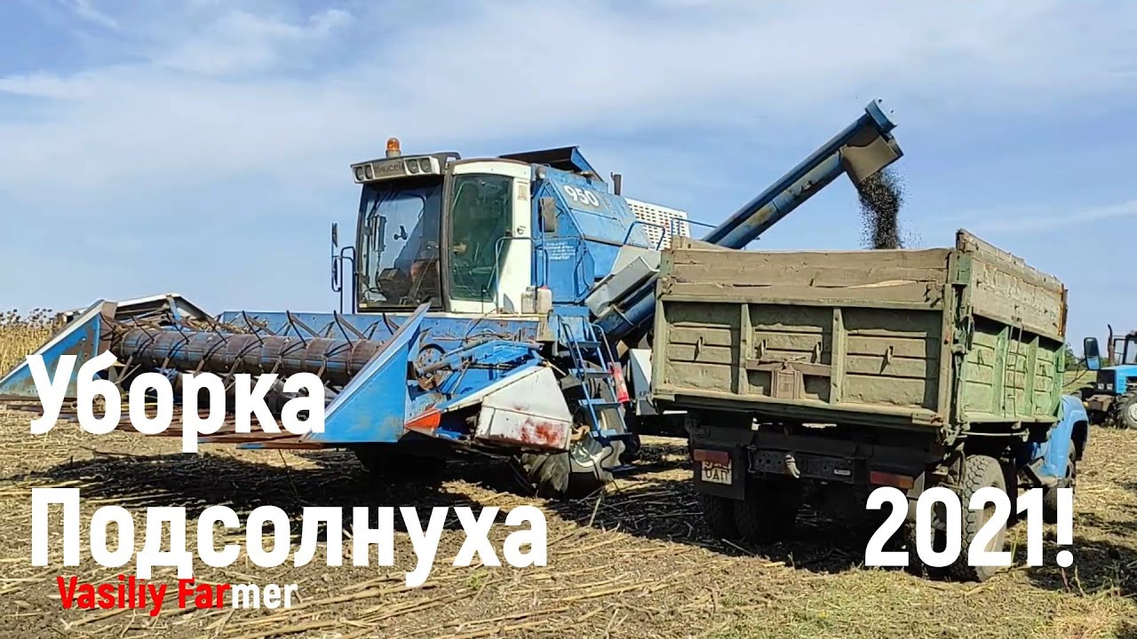 Уборка Подсолнуха Комбаином Енисей 2021! Рекордные Урожаи?