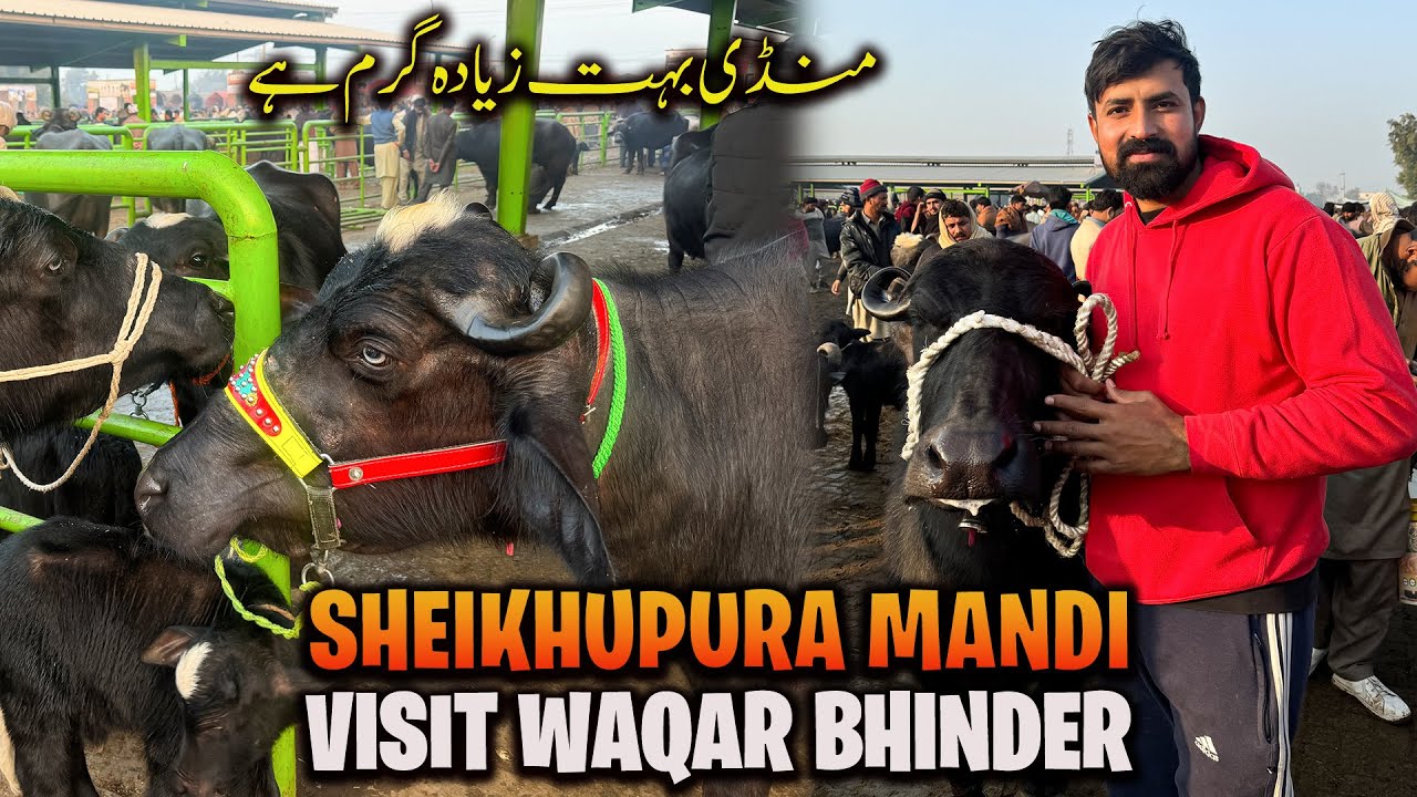 Waqar Bhinder Visit Sheikhupura Mandi | Mandi Bohat Garam Hai 😲