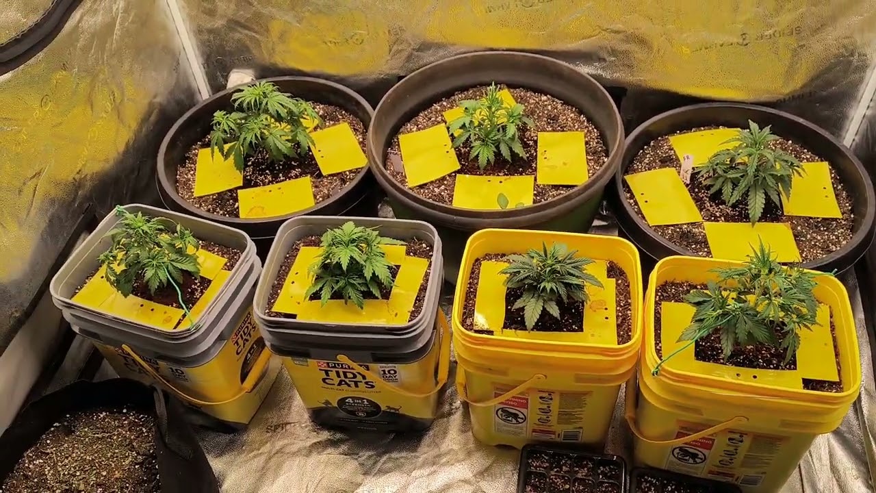 autoflower green crack & forbidden runtz spider farmer