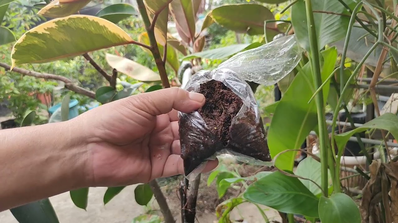 PAANO MAG MARCOT NG TANIM (Air-layering method)