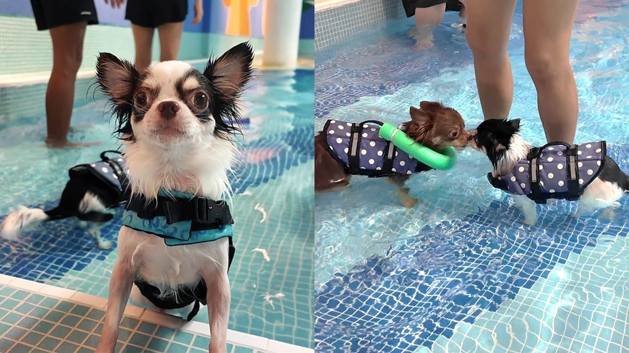 🐶💦 Taking Our Dogs to SG’s Largest Indoor Dog Pool | Fort Canine Review