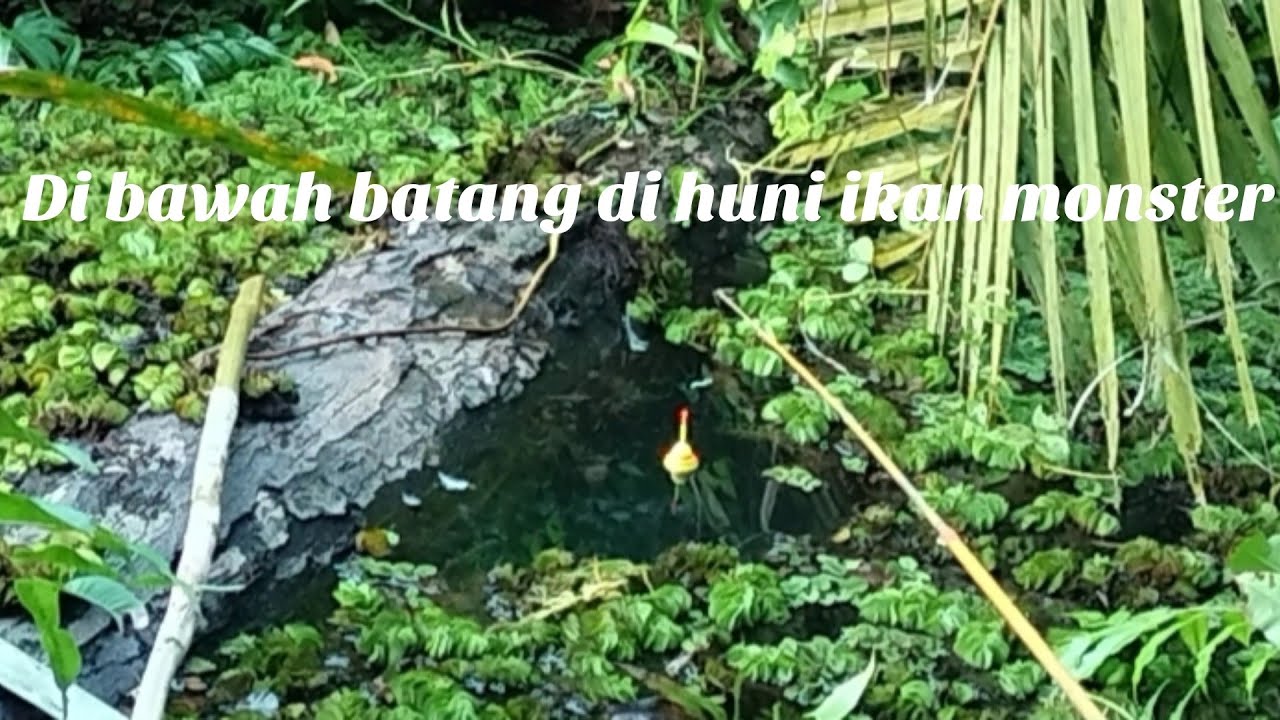 pemancing pasti terharu lihat sepot ini...!!!#mancing ikan cana# kihung# bujuk# papuyu#