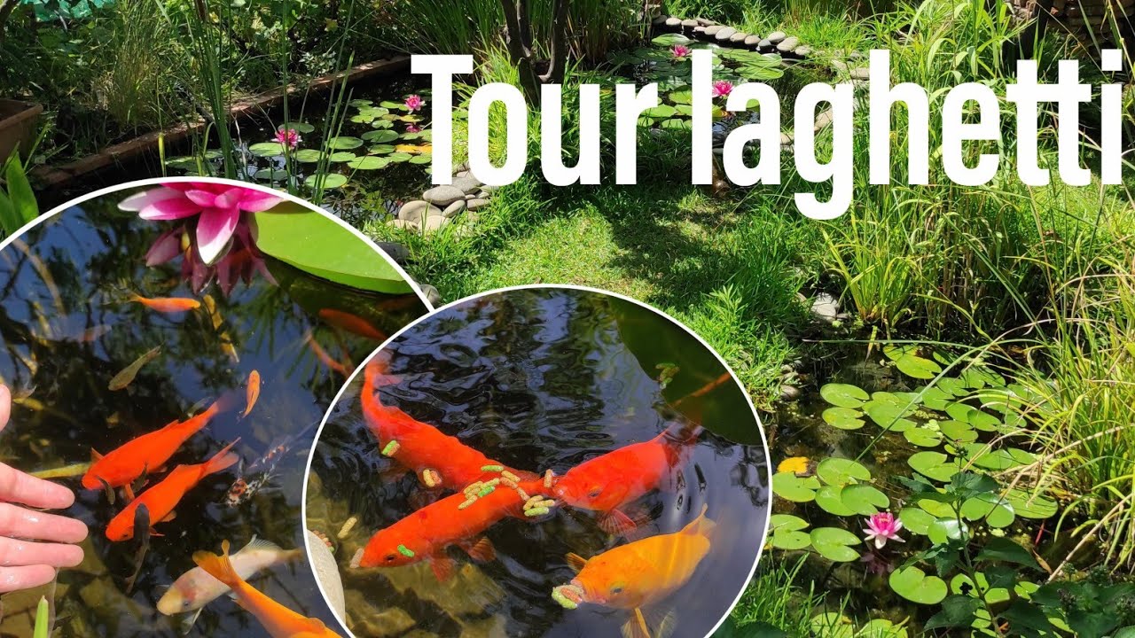 TOUR DEI LAGHETTI (laghetti, stagni e bonsai pond)