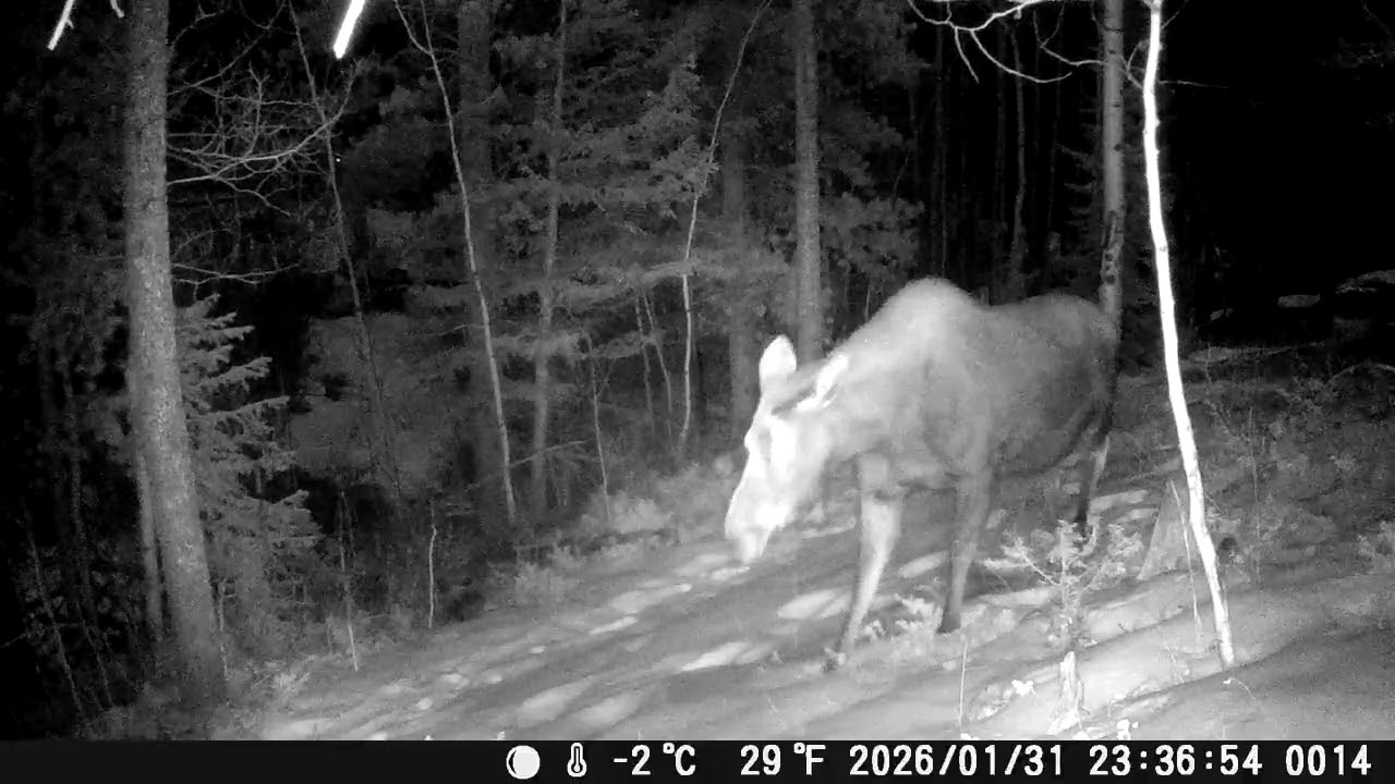 Moose - nighttime winter grazing 2026