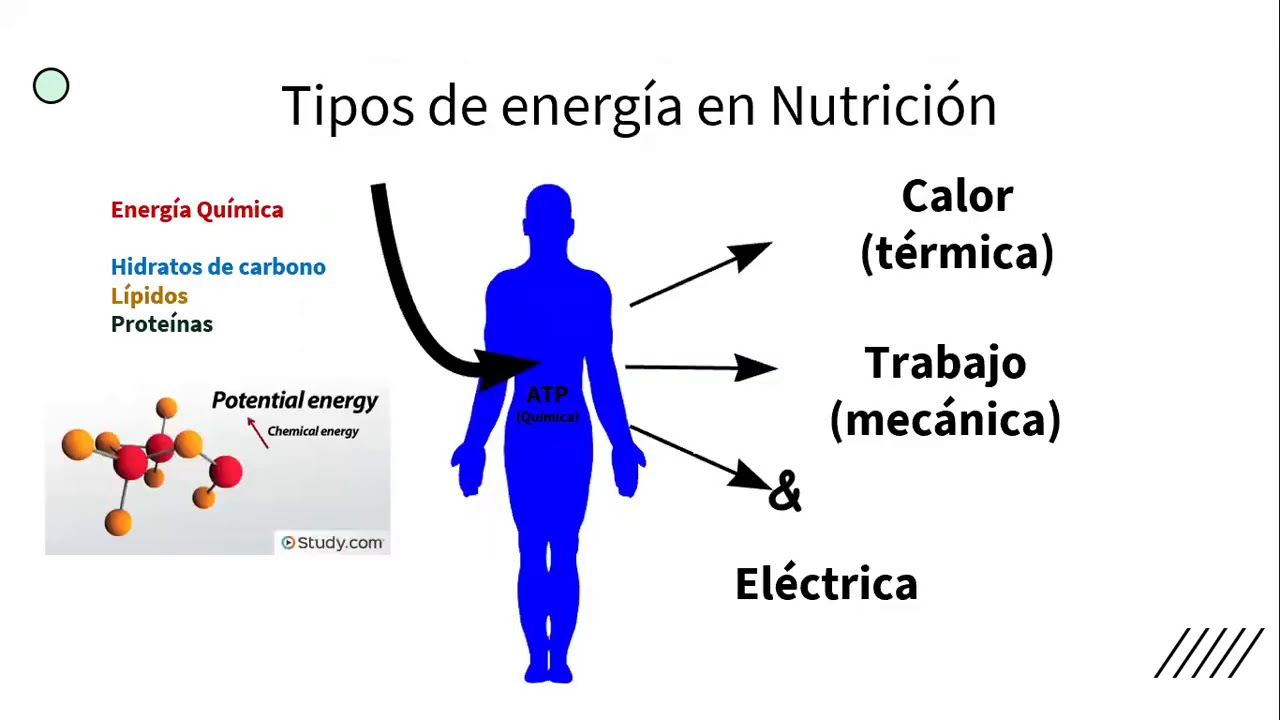 1.3 Energía en nutrición humana