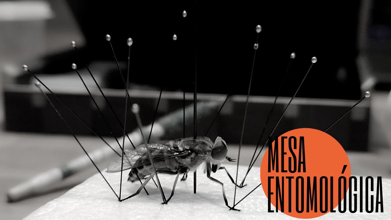 PRIMER VIDEO + MESA ENTOMOLÓGICA