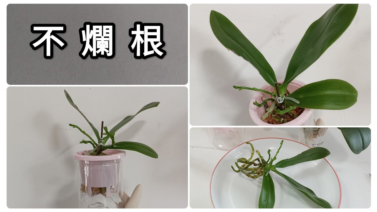 蝴蝶蘭花後處理 不易爛根 管理簡單 省時省力的懶人懸空種植法25/7/2023