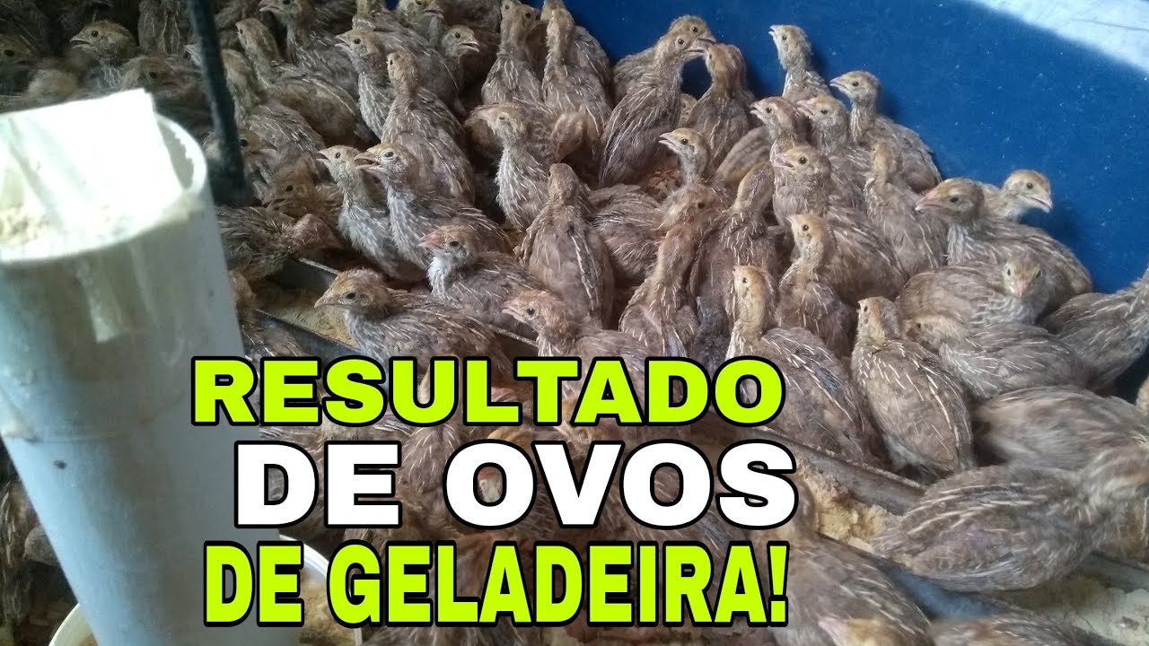 POSSO GUARDAR OVOS FÉRTEIS NA GELADEIRA E DEPOIS BOTAR PRA CHOCAR?