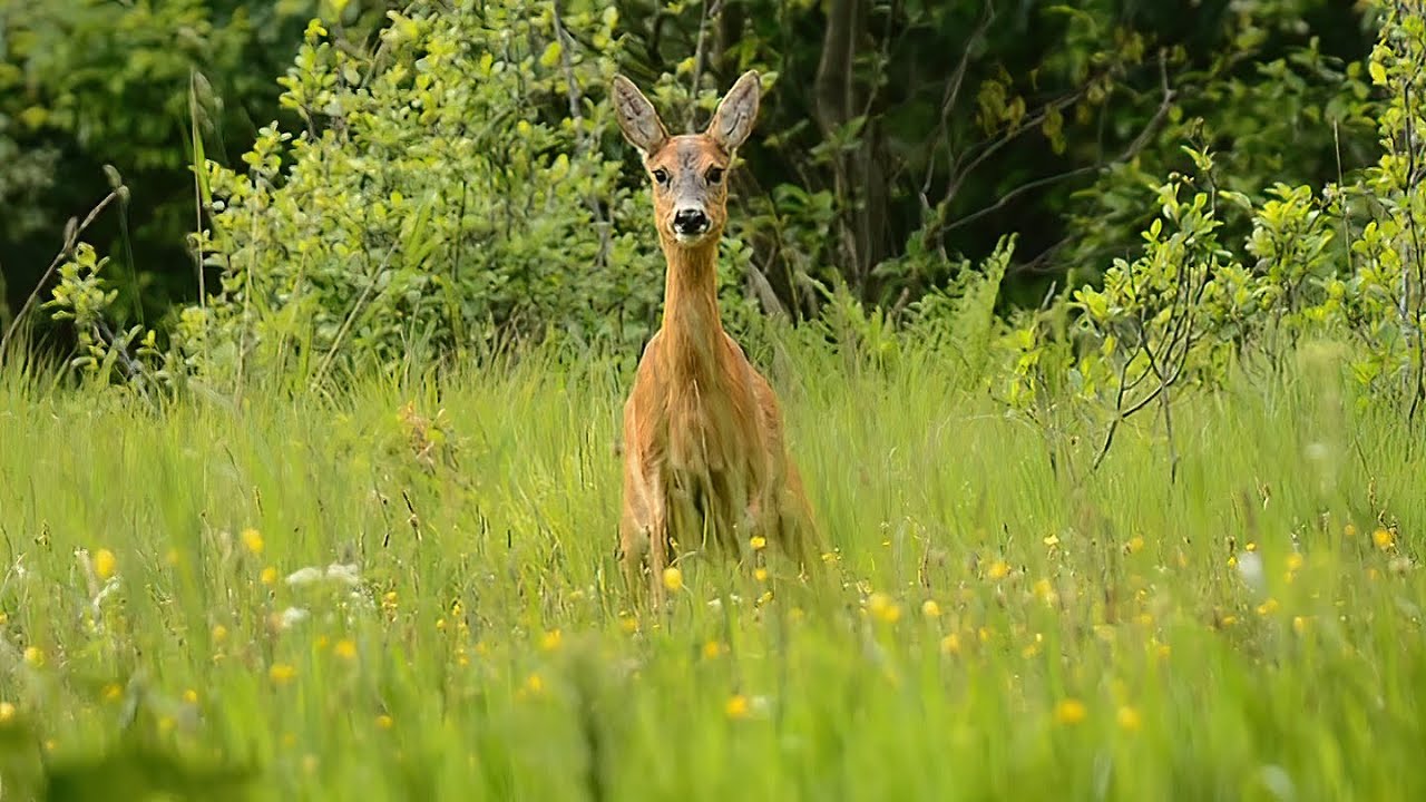 Selv når en rå skal tisse passer den på sig selv og sine lam/When roedeer urinates it looks after...