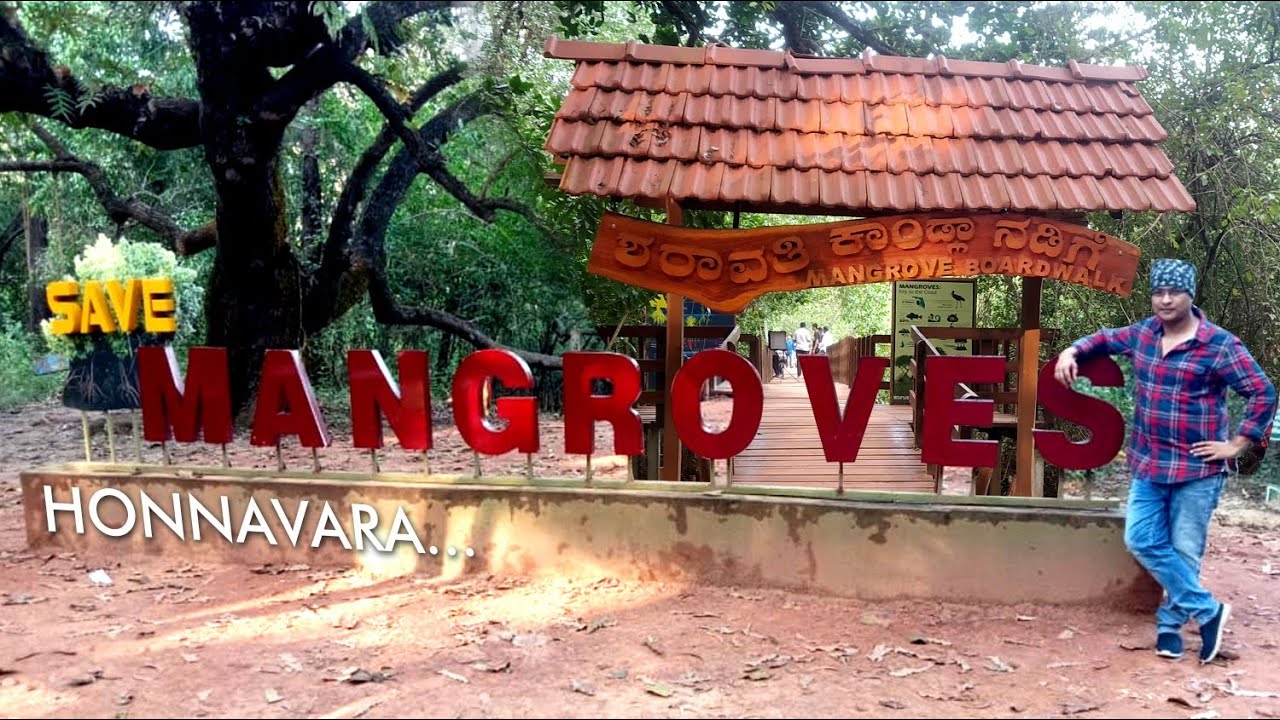 Honnavara | Mangrove Forest | Sharavathi Board Walk | Karnataka Tourism...