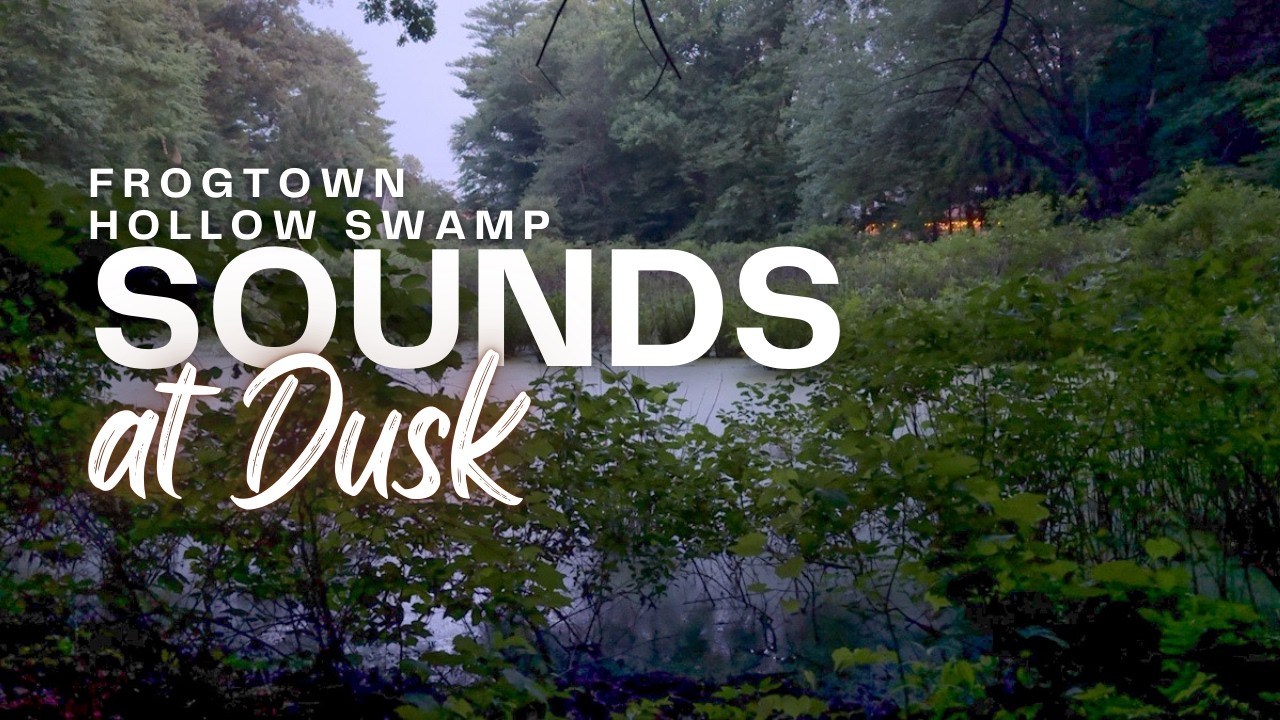Relaxing Swamp Sounds at Dusk (Northern Green Frog Calls)