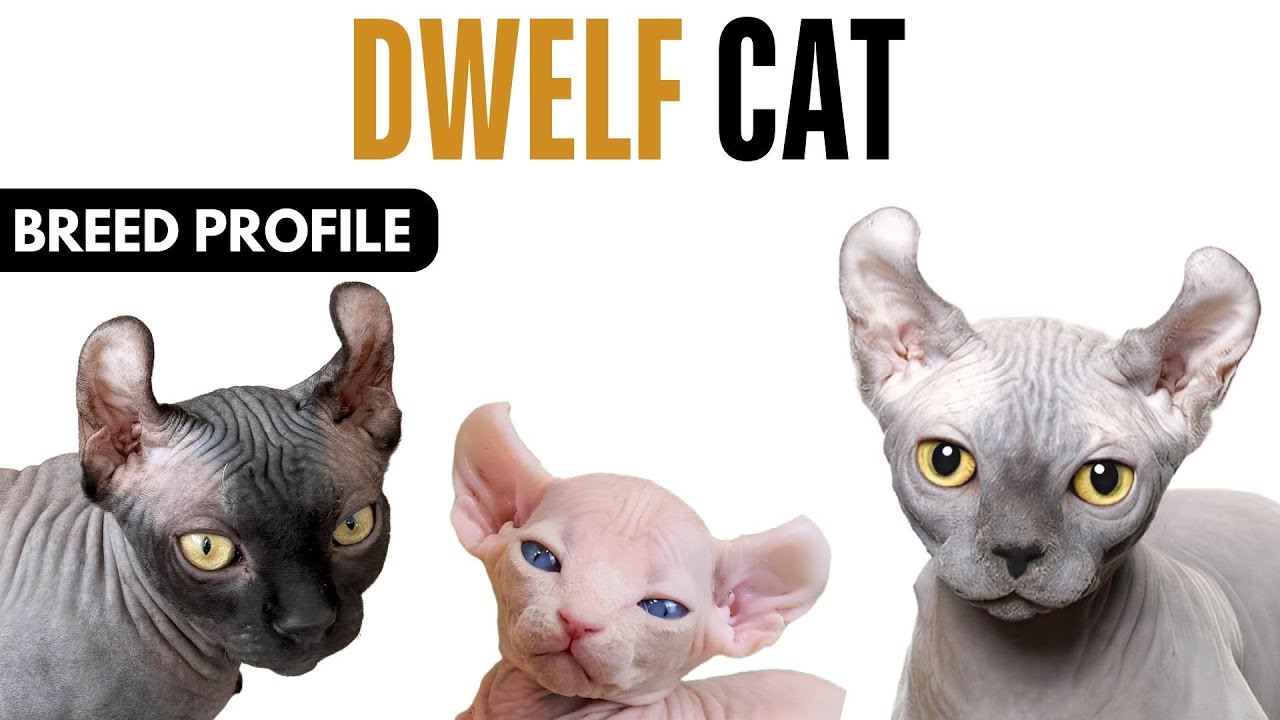 Dwelf Cat Breed Profile History - Price - Traits - Dwelf Cat Grooming Needs - Lifespan