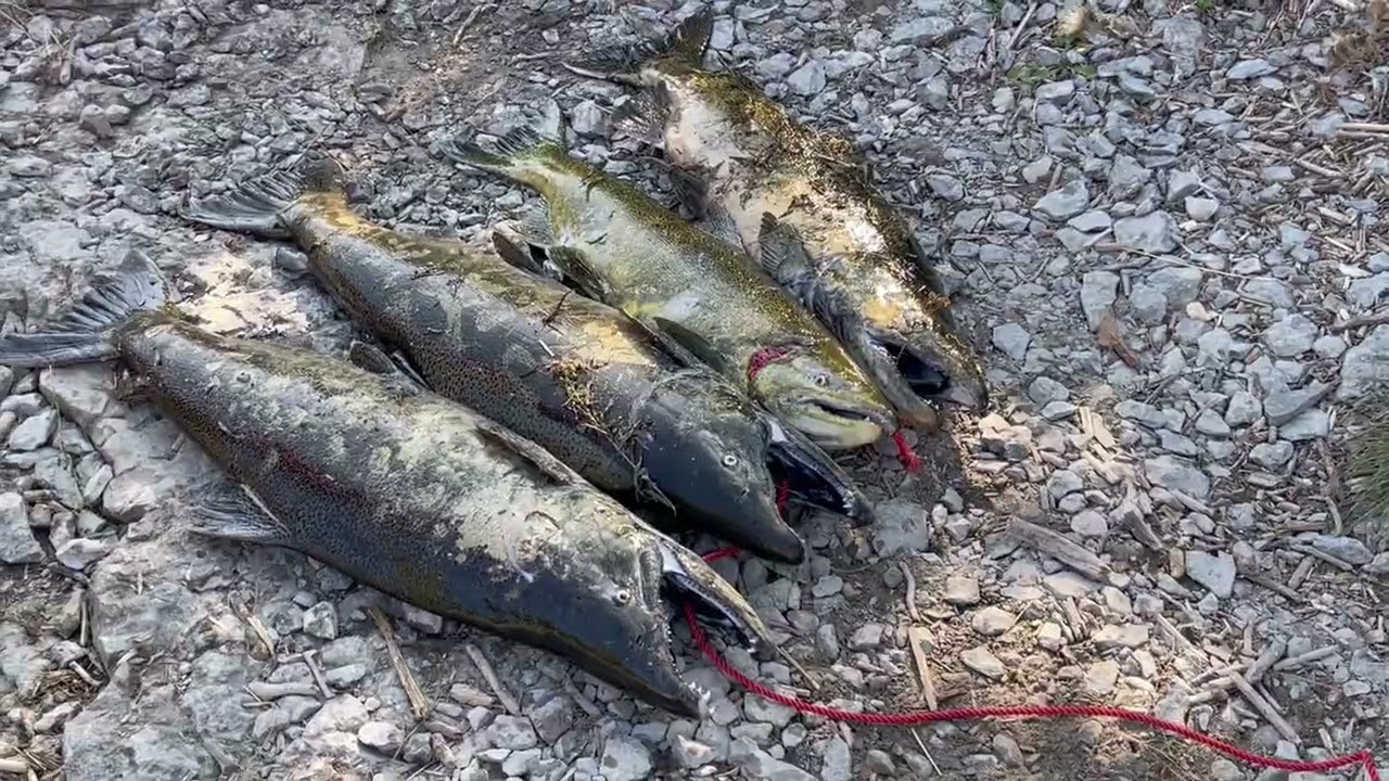 Last Day of Salmon Fishing Ganaraska River Port Hope September 30, 2023