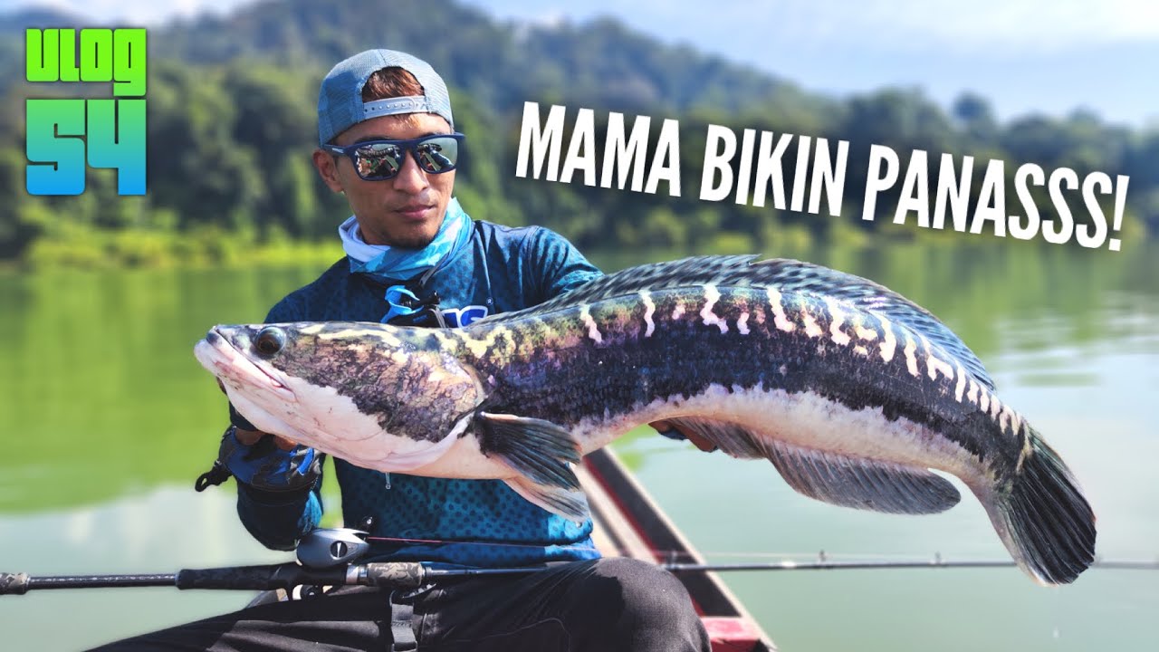 Dibuli Mama Toman Tasik Gubir,Kedah