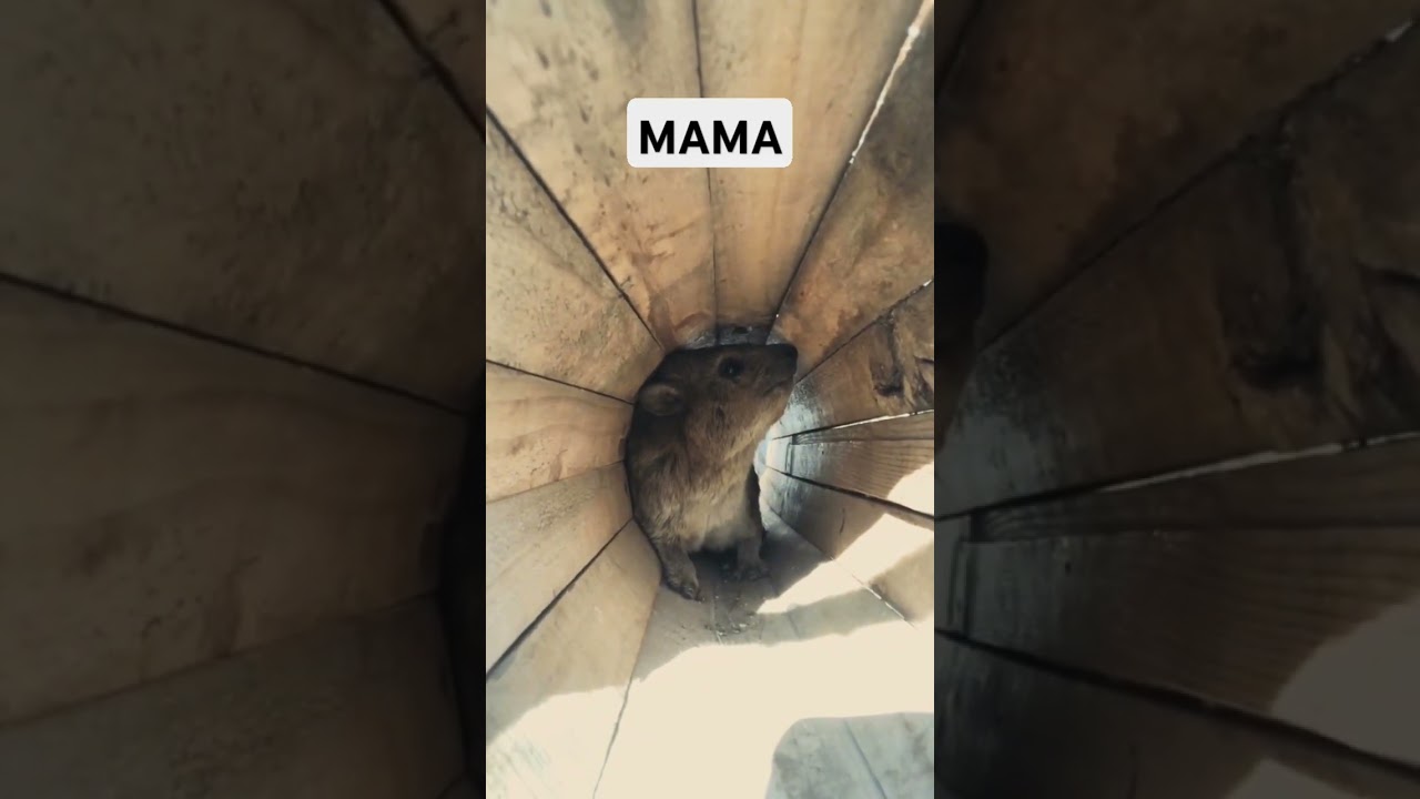 Hyrax calling mama #trending #mama #wildlife #groundhog #capybara #hyrax #wawa