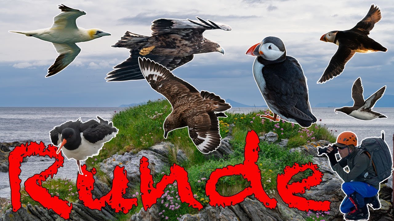 Runde: Adventure on Norway’s Bird Island 🐧 Lighthouse Stay, Puffins & Dramatic Cliffs