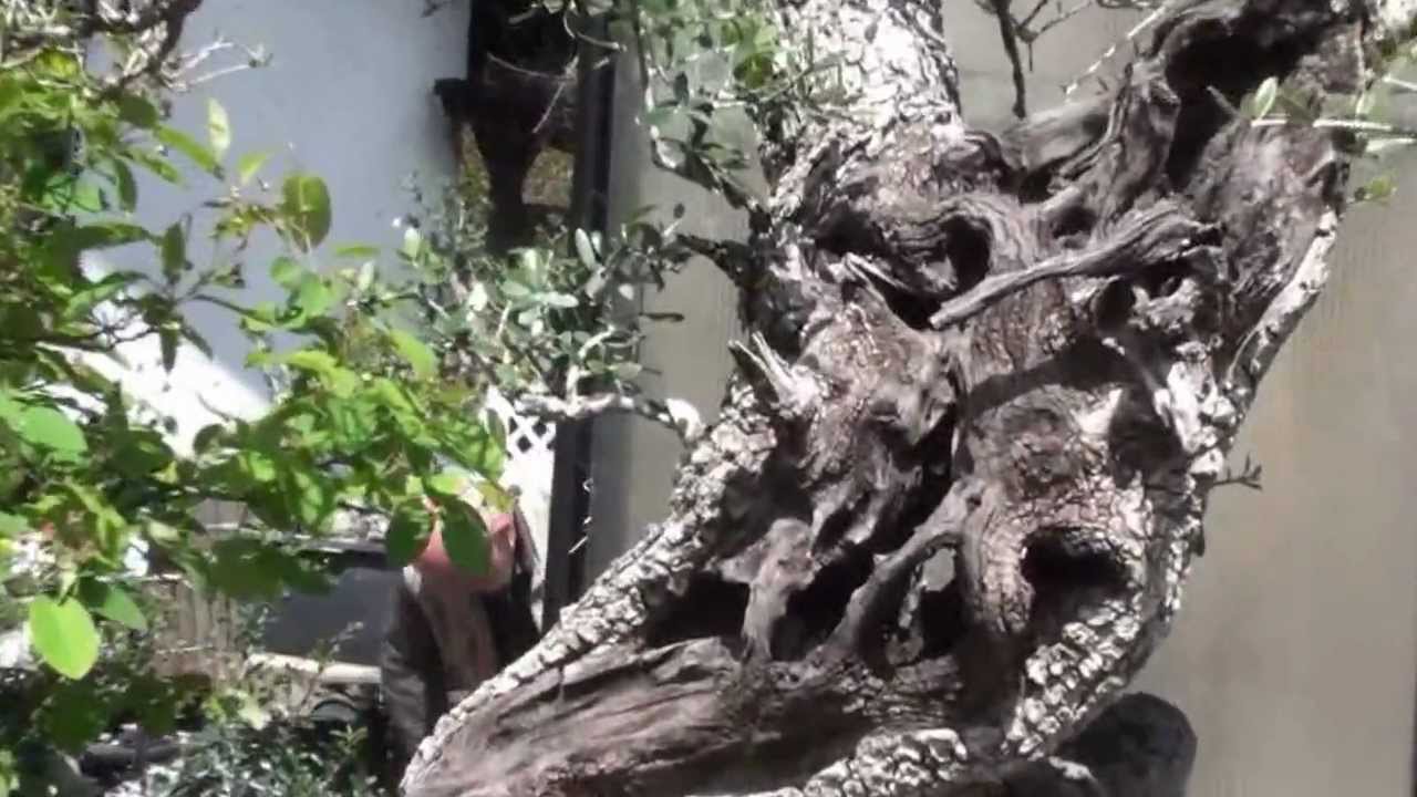 A walk around Walter Palls Bonsai garden