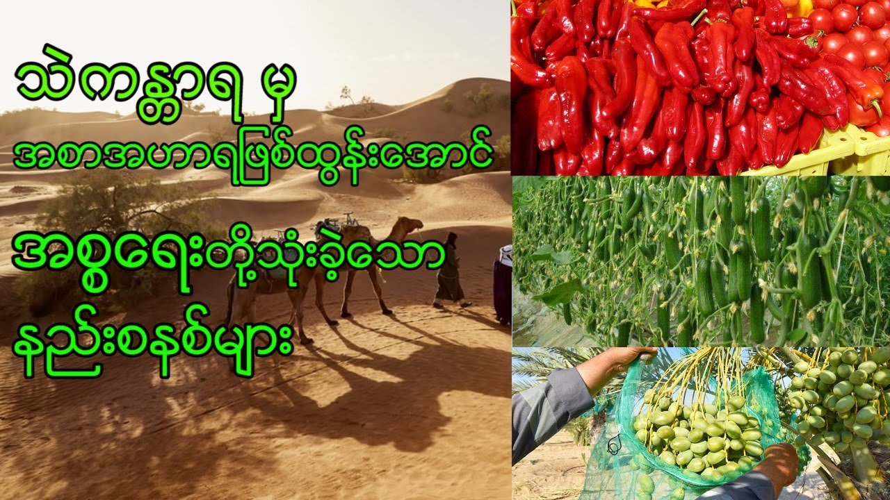 သဲကန္တာရမှ အစာအဟာရ ဖြစ်ထွန်းအောင် အစ္စရေးတို့ အသုံးပြုခဲ့သော နည်းစနစ်များ