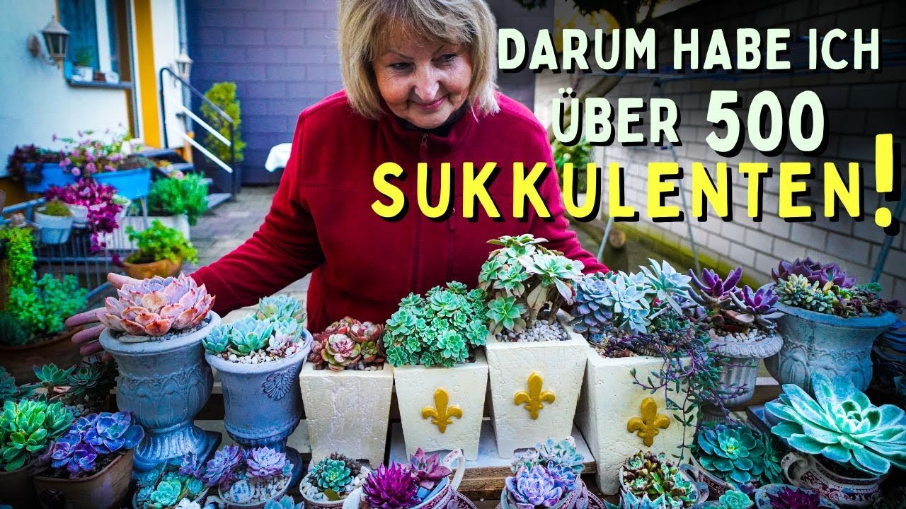 Sukkulenten Wunderland 😱 Die 500+ Sammlung! Deko Pflege Vermehrung und vieles mehr!