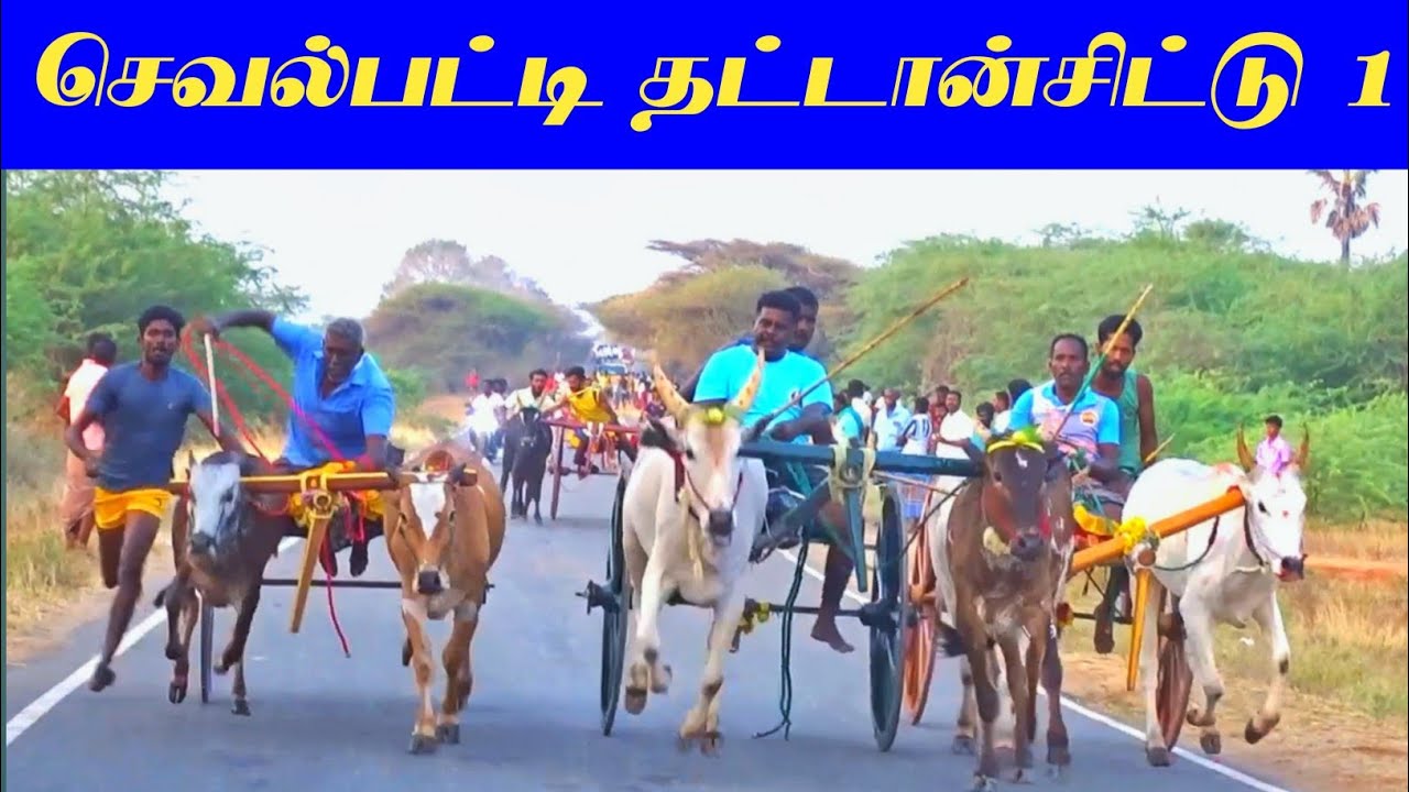செவல்பட்டி தட்டான்சிட்டு முதல் சுற்று 