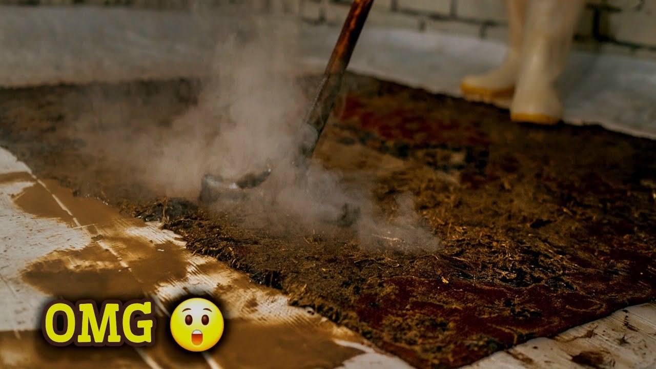 No one thought this carpet would survive_ASMR Deep Wash