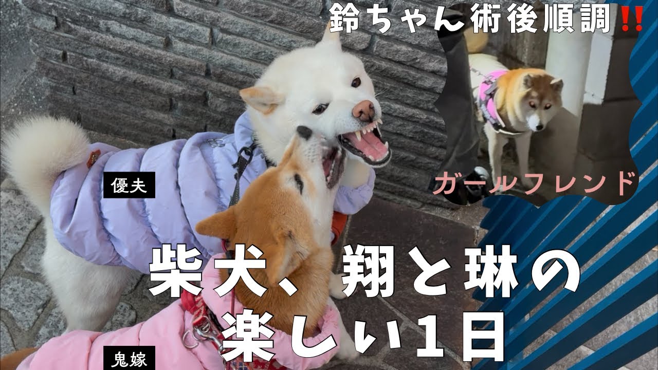 #柴犬＃白柴＃赤柴＃ご飯#散歩＃おともだち＃ヤンチャガール ＃多頭飼い＃犬のいる生活＃癒し＃可愛い#楽しい1日#6ヶ月＃5才＃鬼嫁＃優夫#あそび#日向ぼっこ#甘えん坊#ボール遊び #ガールフレンド