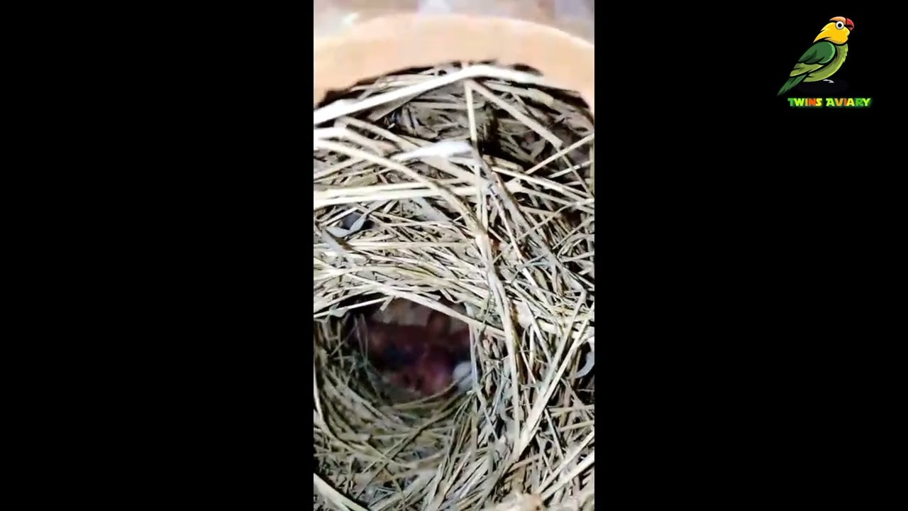 Beautiful Java Sparrow Colony / Breeding Progress