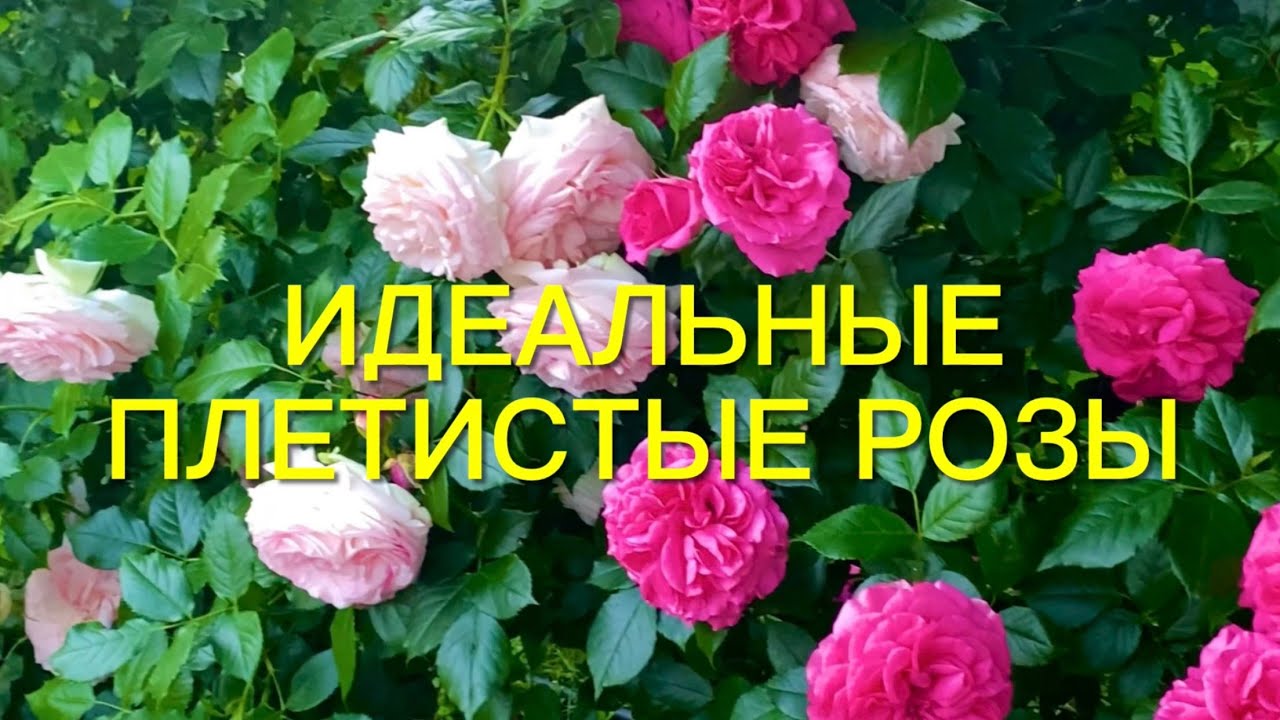 Розы. Топ- 5 лучших плетистых роз моего сада. Идеальные сорта!!!🌹🌹🌹