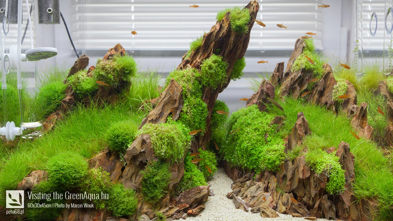 Green Aqua - Aquascaping gallery