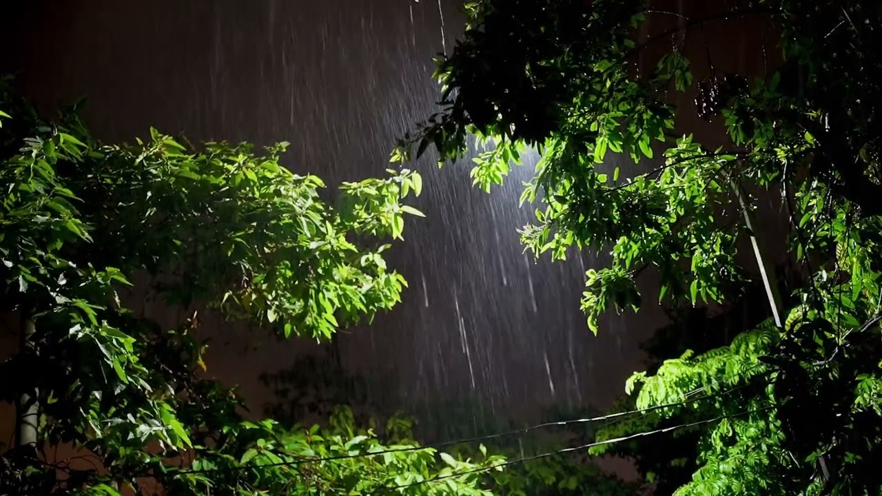 폭우가 쏟아지는 한여름 밤 숲속 빗소리 🌧️ 깊은 숙면 불면증 완화 스트레스 해소 집중 공부용 나이트 힐링 ASMR