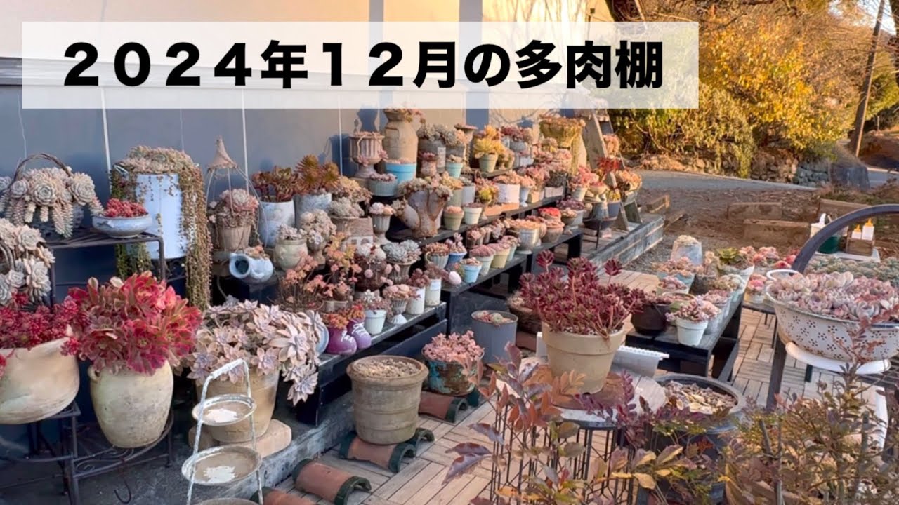 #81 【12月の多肉棚の全部とお礼🧑‍🎄🎄】