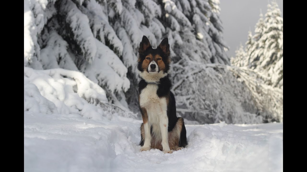 Reisy Border Collie / 1 year
