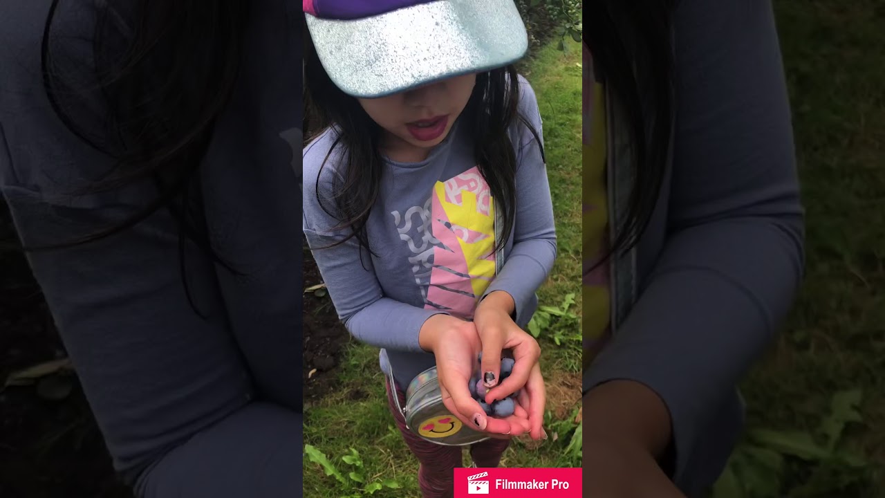 Blueberries and cherries picking part2