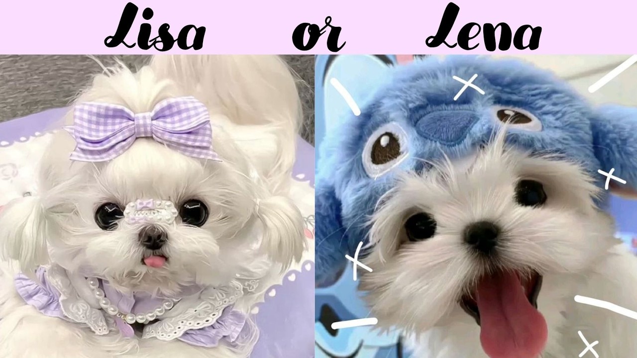 LISA OR LENA 💖 [Cute animals] 🌸  #lisa #lisaorlena #lena