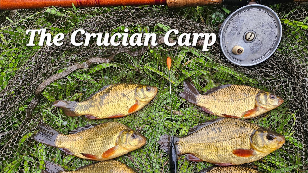 Underwater Perspective  - The Crucian Carp