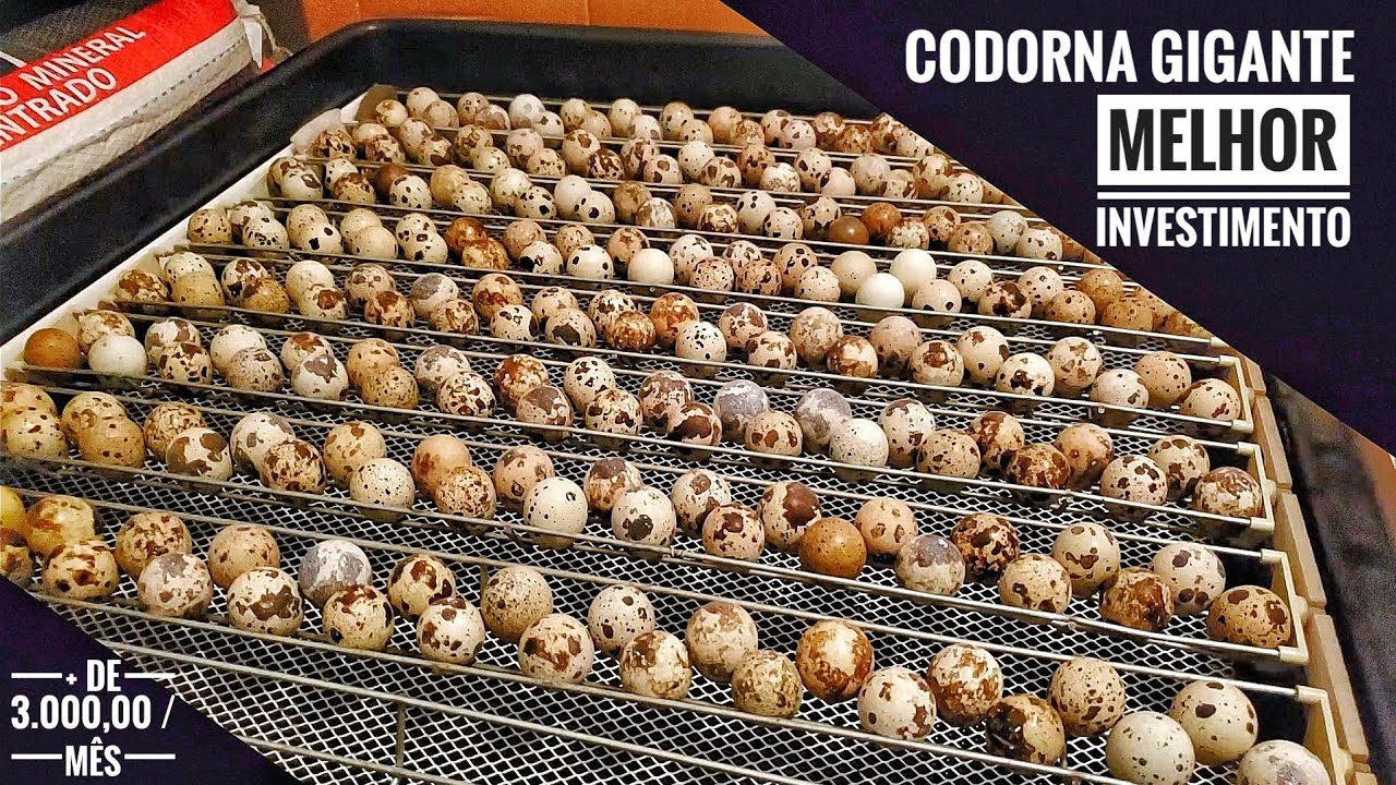 DICAS INCRÍVEIS DE COMO COLOCAR OS OVOS DE CODORNA PRA CHOCAR