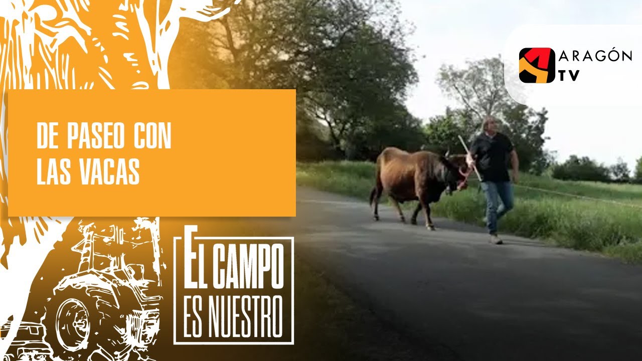 De paseo con las vacas