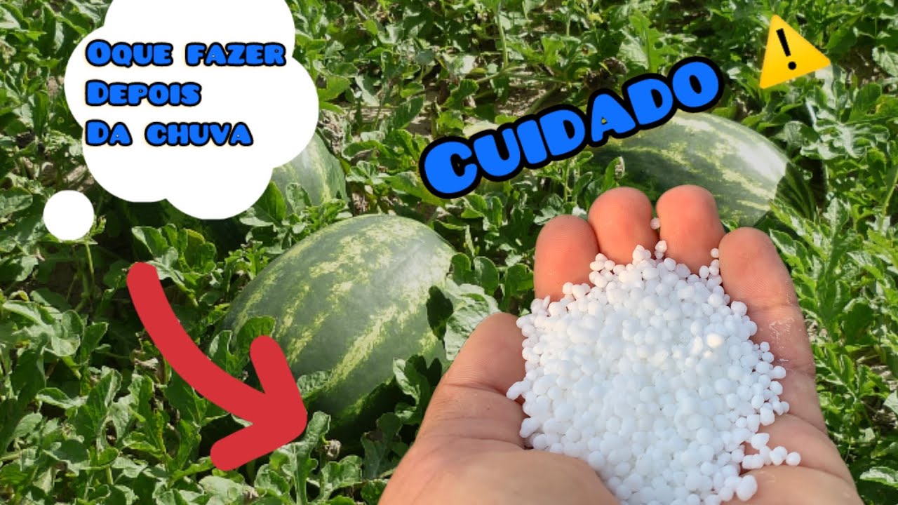 Primeiros cuidado a ser feito na melancia e qual o nutriente não pode faltar de jeito nenhum