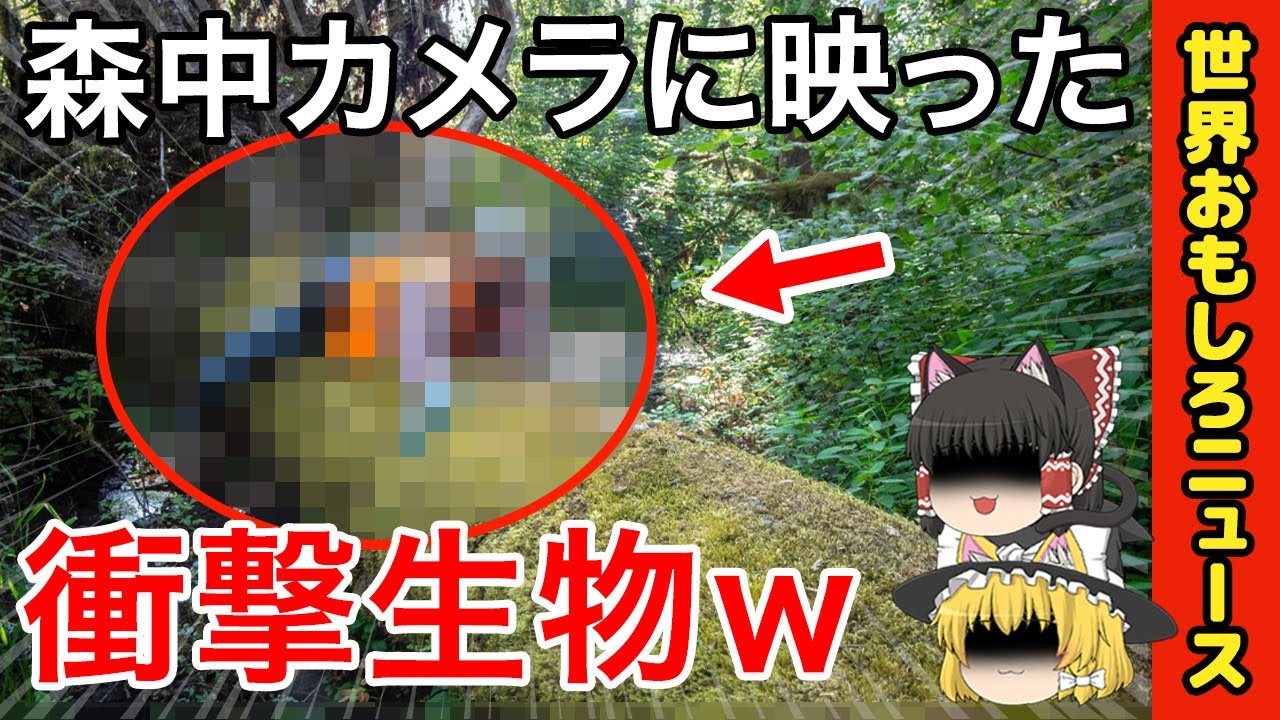 【ゆっくり解説】ギャグみたいなおもしろ、ほっこり事件集 / 山中に潜む衝撃生物ほか