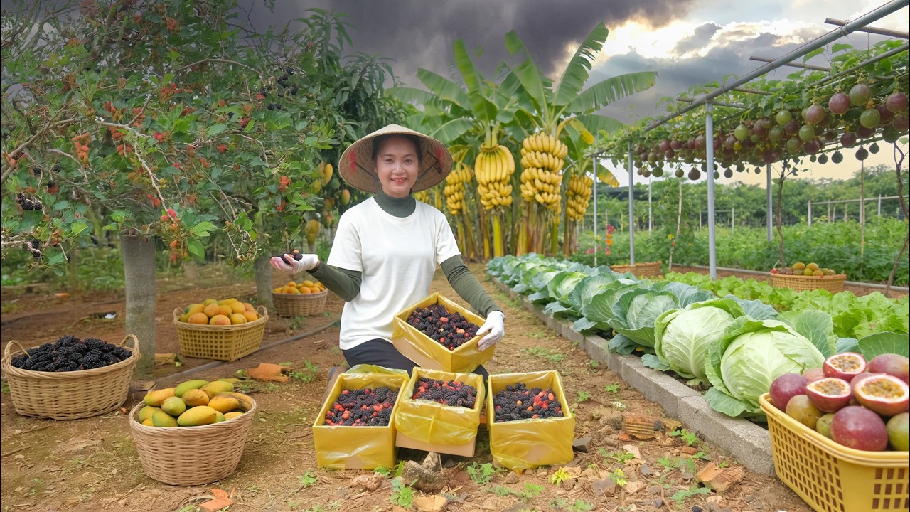 Fruit Harvest Mulberries, Mangoes, Bananas, Passion Fruit -Sell At Market – Cooking With Them,Garden