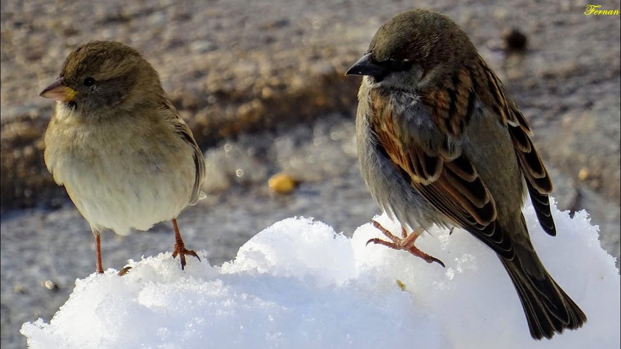 El invierno, un mes muy duro para los pájaros insectívoros de nuestros parques 🐦