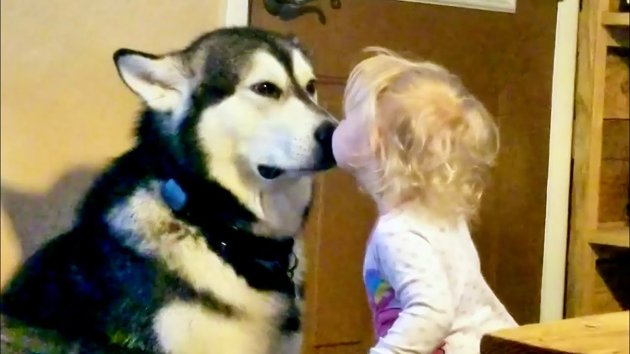 Watch Tonka's Pure Love For His Tiny Human #alaskanmalamute