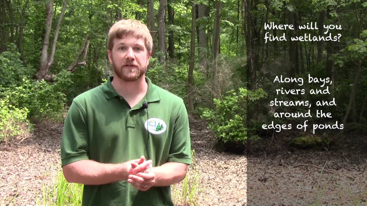 Wetlands 101 - What is a Wetland?
