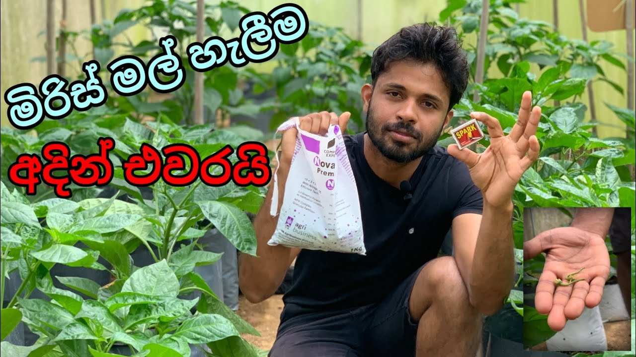 මිරිස් වගාවේ මල් වැටීම වලක්වා ගමු|Miris Mal Wateema Walakwa Gamu|Hiru Plant Nursery #scotchbonnet