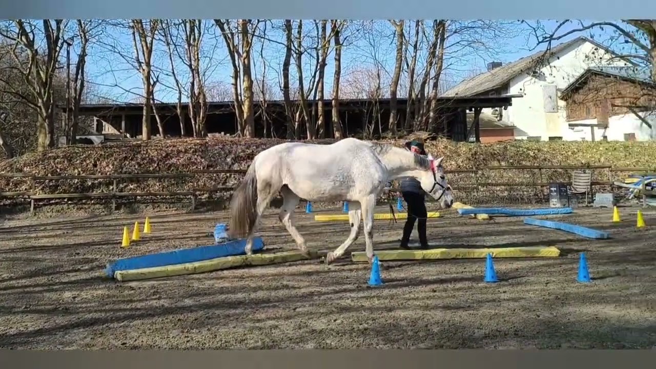 Drei Wochen nach dem vestibular Syndrom :) Equikinetic blau Gelb reha 